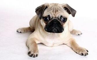 Fotos De Perros La Raza Pug Para Fondo Pantalla