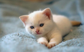 Cat Wallpaper And Image