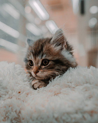 Cute Kitten Wallpaper