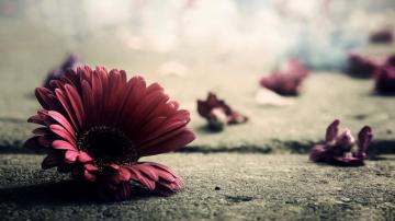Vintage Photography Wallpaper In Psd Vector Eps