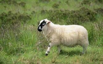 Sheep Wallpaper And Background Image Net