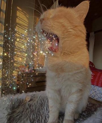 All Of The Weirdest Animal Caf S In Seoul Dewildesalhab