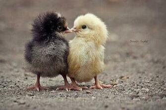 Funny And Cute Animals Widescreen Wallpaper