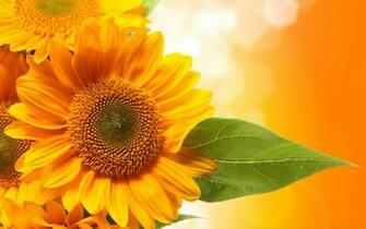 Sunflower Computer Wallpaper Desktop Background Id