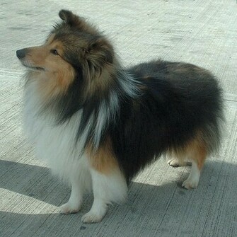 Shetland Sheepdog Wallpaper