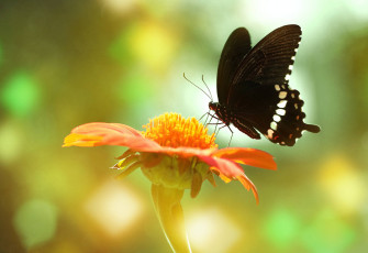Common Mormon Butterfly On Flower 3nyfy3xm7k4ixamw Wallpaper