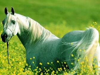 White Horse Wallpaper Computer S