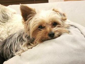 Cute Yorkie By Captaincolorful