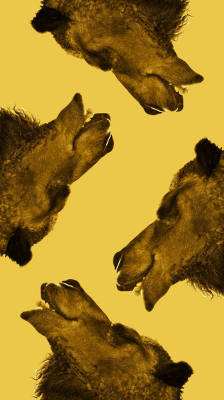 Ugly Picture Wallpaper