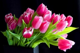 Pink Tulips Wallpaper HD Desktopinhq Net