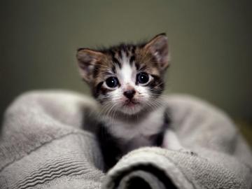 Proxecto Gato Cats Wallpaper By BigHDwallpaper