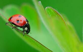 Live Background Animals HD Wallpaper Background For