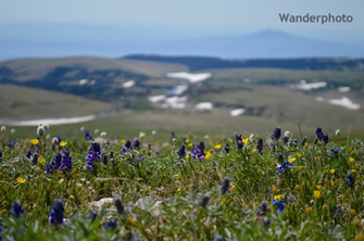 Alpine Wildflowers With The Beartooth Mountains In Background
