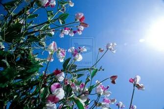 Sweet Peas Flower Fields By Sk8manjl