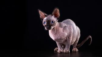 Sphynx Cat Desktop Wallpaper In