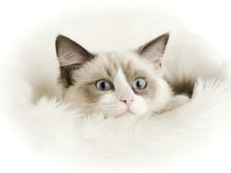 Pets Puppies Type Wallpaper For N Almost Square