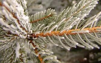 Snow Covered Tree Branch Winter Wallpaper