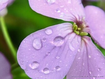 Pink Flower In A Spring Rain Wallpaper