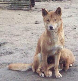 Dingo Pictures Wallpaper Of