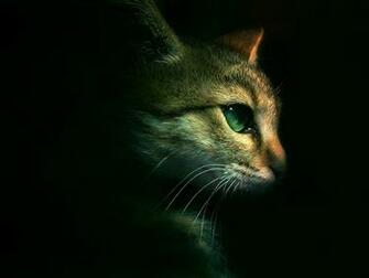 Warrior Cats Wallpaper Warriors Phone