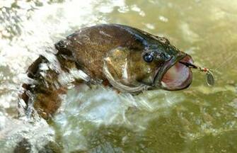 Fishing Fish Sport Fishes Bass Battle Wallpaper Background