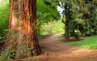 Forest Path Tree Pine Summer Imgstocks