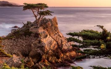 Daily Wallpaper Lone Cypress Pebble Beach California I Like