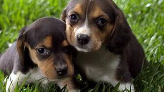 Cool Funny Puppies Dog Awesome Wallpaper HD