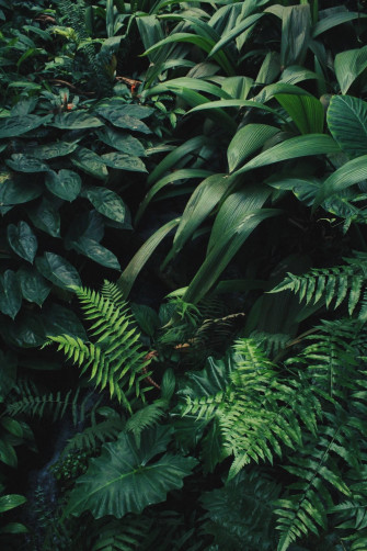 Plants iPhone Background S Wallpaper