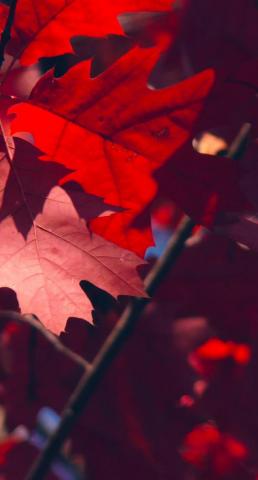 Natural Red Autumn Leaves Wallpaper Sc iPhone7plus