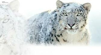 Snow Leopard Wallpaper HD