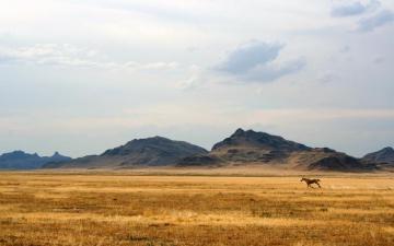 Running Wild Horse Landscape HD Wallpaper