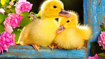 Baby Duck Background Wallpaper