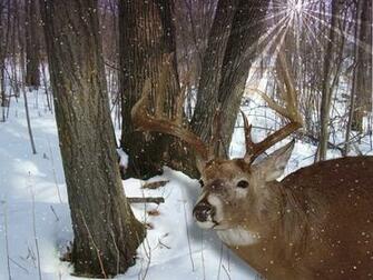 And Wallpaper High Definition Deer