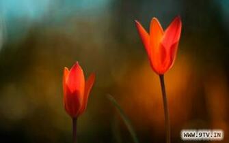 Windows Wallpaper Desktop Background Official
