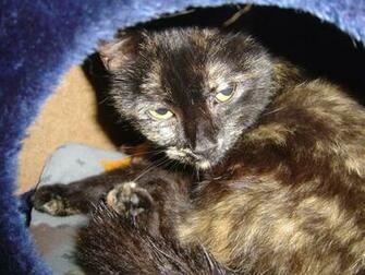 Cats Image Tortoiseshell Cat Wallpaper Photos
