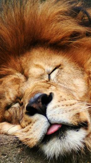 Sleeping Lion iPhone Wallpaper Top