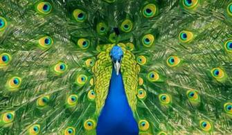 Wallpaper Peacock