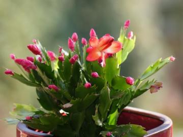 Holiday Cactus Differences Identify Christmas Thanksgiving And