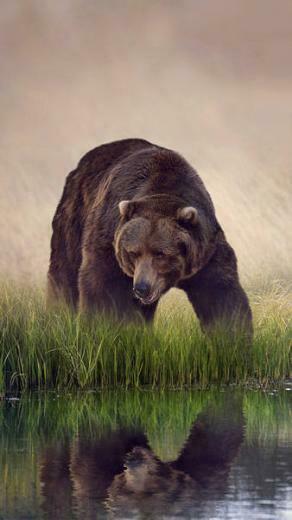 Brown Bear iPhone 6s Plus Wallpaper