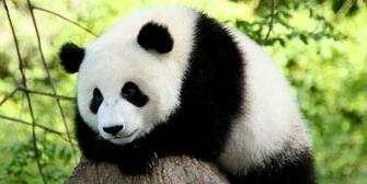Giant Panda Wallpaper