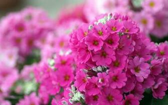Small Pink Flowers Wallpaper