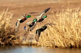 Top Duck Destinations