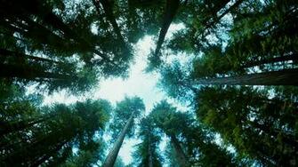 The Tree Of Life HD Wallpaper Movie