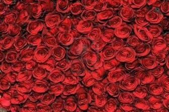 Mind Heart And Soul Bed Of Roses