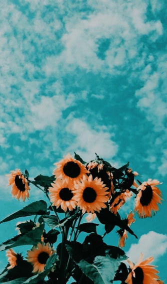 Cute Aesthetic iPhone Wallpaper Top Best