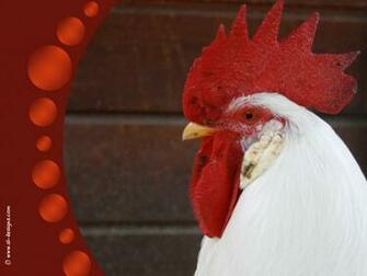 Matamu Rooster Desktop Wallpaper