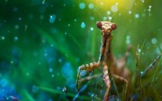 Mantis Macro Photography Wallpaper HD Ongur