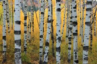 Aspen Trees Wallpaper