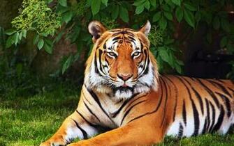 Tiger Wallpaper Id Wallapper Abyss Beautiful Animals
